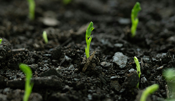 Delivery van in front of forest